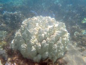 <p><strong>Fig. 2.36.</strong>&nbsp;(<strong>B</strong>) A bleached <em>Porites lobata</em> coral colony that expelled its <em>Symbiodinium</em> during an El Niño bleaching event in 2015</p>
