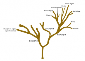 <p><strong>Fig. 2.4.</strong> The tree of life showing placement of the algae groups within the domains Bacteria and Eukarya.</p>
