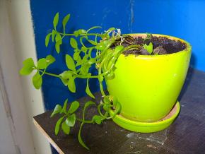 <p><strong>Fig. 2.48.</strong> An indoor houseplant displaying positive phototropism toward a bright window light source</p>
