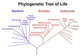 <p><strong>Fig. 2.5.</strong> Diagram of evolutionary tree of life showing three domains: Bacteria, Archaea, and Eukaryota. Bacteria and Archaea species (shown in blue and red, respectively) are considered prokaryotic. Species in the domain Eukaryota (sometimes “Eukarya;” show in brown) are considered eukaryotic.</p>