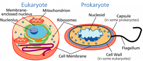 <p><strong>Fig. 2.6.</strong> Comparative cell anatomy of eukaryotes and prokaryotes</p>
