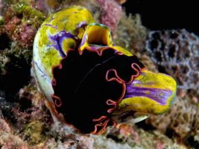 <p><strong>Fig. 3.1.</strong> A free-living marine flatworm (<em>Pseudobiceros</em> sp.) on a gold-mouth sea squirt (<em>Polycarpa aurata</em>), East Timor</p>
