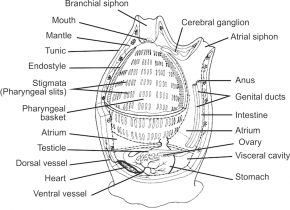 <p><strong>Fig. 3.101.</strong> (<strong>A</strong>) Diagram of the internal anatomy of an adult solitary tunicate</p>
