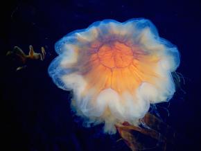 <p><strong>Fig. 3.10.</strong> (<strong>A</strong>) Lion’s mane jellyfish (<em>Cyanea capillata</em>; phylum Cnidaria)</p>
