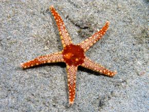 <p><strong>Fig. 3.10.</strong> (<strong>D</strong>) Tile sea star (<em>Fromia monilis</em>; phylum Echinodermata) exhibiting five-way or pentaradial symmetry</p>
