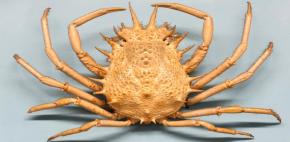 <p><strong>Fig. 3.12.</strong> (<strong>A</strong>) Lesser spider crab (<em>Maja crispata</em>)</p>
