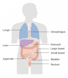 <p><strong>Fig. 3.14.</strong> Bilateral symmetry in humans is approximate. The liver, stomach, colon, and several other organs are not bilaterally symmetrical in adult humans.</p>
