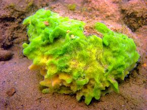 <p><strong>Fig. 3.18.</strong> (<strong>A</strong>) Encrusting freshwater sponge (<em>Spongilla lacustris</em>)</p>
