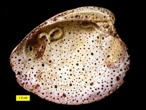 <p><strong>Fig. 3.18.</strong>&nbsp;(<strong>B</strong>) Damage on a clam shell produced by a boring sponge</p>

