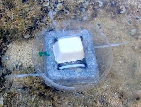<p><strong>Fig. 3.18.</strong>&nbsp;(<strong>B</strong>) Clod card, labeled #7, secured to a weight, and deployed in the intertidal</p>
