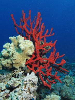 <p><strong>Fig. 3.18.</strong>&nbsp;(<strong>C</strong>) Branching tree-like red toxic finger sponge (<em>Negombata magnifica</em>) positioned on the right side of a hard coral</p>
