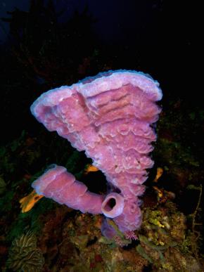 <p><strong>Fig. 3.18.</strong>&nbsp;(<strong>D</strong>) Tubular branching vase sponge (<em>Callyspongia vaginalis</em>) with pink color variation</p>
