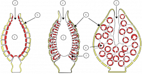 <p><strong>Fig. 3.19.</strong> Anatomy of three different simple, vase-like sponges showing (1) spongocoel (2) osculum (3) radial canal (4) flagellated chamber (5) incurrent pore and (6) incurrent chanel.</p>
