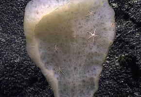 <p><strong>Fig. 3.22.</strong>&nbsp;(<strong>C</strong>) Deep sea glass sponge (<em>Polipogon</em> sp. D) with echinoderms</p>
