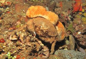<p><strong>Fig. 3.22.</strong>&nbsp;(<strong>D</strong>) Sponge crab (<em>Dromia</em> sp.) using a sponge as camouflage</p>
