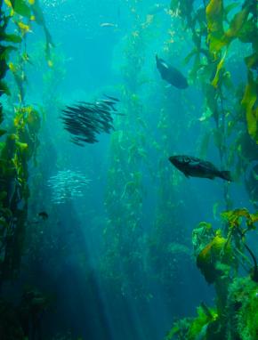 <p><strong>Fig. 3.24.</strong> (<strong>B</strong>) Kelp forest, Monterey, California</p>