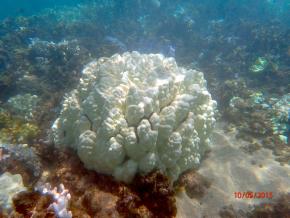 <p><strong>Fig. 3.28.</strong>&nbsp;(<strong>B</strong>) A bleached <em>P. lobata</em> coral colony at Olowalu on the island of Maui during an El Niño bleaching event in 2015.</p>
