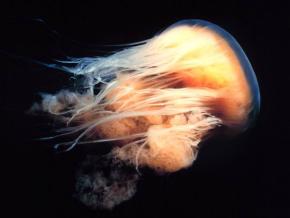 <p><strong>Fig. 3.2.</strong>&nbsp;(<strong>B</strong>) Lion’s mane jellyfish (<em>Cyanea capillata</em>; phylum Cnidaria)</p>
