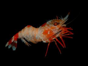 <p><strong>Fig. 3.2.</strong> (<strong>C</strong>) Deep-water shrimp (<em>Heterocarpus ensifer</em>; phylum Arthropoda)</p>
