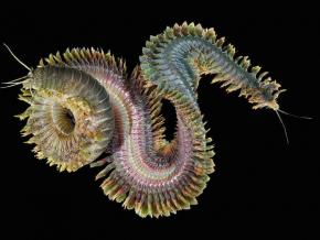 <p><strong>Fig. 3.2.</strong>&nbsp;(<strong>D</strong>) Marine king ragworm (<em>Alitta virens</em>; phylum Annelida)</p>
