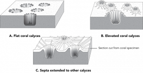 <p><strong>Fig. 3.33.</strong> Arrangement of septa in some colonial corals</p>
