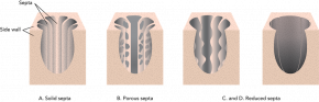 <p><strong>Fig. 3.34.</strong> Septa variations in colonial corals (shown with part of side walls removed)</p>
