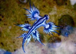 <p><strong>Fig. 3.51.</strong>&nbsp;(<strong>B</strong>) Blue dragon sea slug (<em>Glaucus atlanticus</em>; class Gastropoda)</p>
