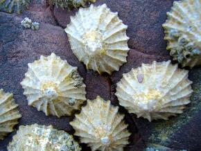 <p><strong>Fig. 3.59.</strong>&nbsp;(<strong>A</strong>) Common limpets (<em>Patella vulgata</em>)</p>
