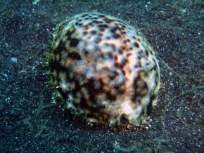 <p><strong>Fig. 3.59.</strong>&nbsp;(<strong>B</strong>) Tiger cowrie (<em>Cypraea tigris</em>) with soft mantle extended over shell</p>
