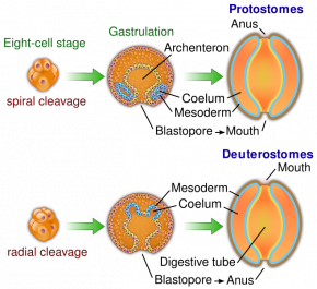 <p><strong>Fig. 3.6.</strong> Diagram comparing embryonic development in protosome and deuterostome animals</p>
