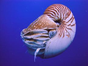 <p><strong>Fig. 3.65.</strong>&nbsp;(<strong>D</strong>) Palau nautilus (<em>Nautlius belauensis</em>)</p>
