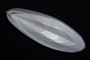 <p><strong>Fig. 3.69.</strong> (<strong>B</strong>) Ventral view of a cuttlebone</p>

