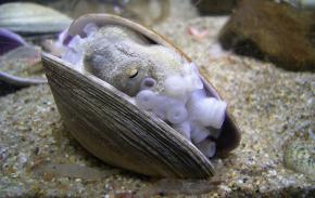 <p><strong>Fig. 3.70.</strong>&nbsp;(<strong>A</strong>) Octopus hiding in a mollusc shell</p>
