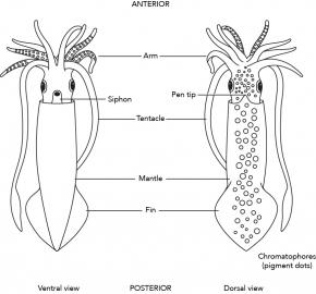 <p><strong>Fig. 3.71.1.</strong> Diagram of external squid anatomy</p>
