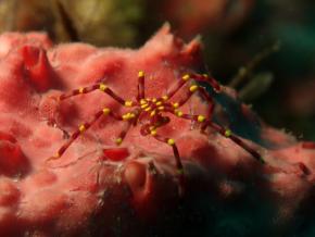 <p><strong>Fig. 3.72.</strong>&nbsp;(<strong>B</strong>) Yellow kneed sea spider (<em>Meridionale harrisi</em>) on a sponge (phylum Porifera)</p>
