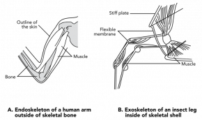 <p><strong>Fig. 3.74.</strong> Muscle attachment on an (<strong>A</strong>) exoskeleton of an insect leg, and an (<strong>B</strong>) endoskeleton of a human arm</p>
