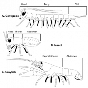 <p><strong>Fig. 3.75.</strong> Examples of arrangement of segments in three types of arthropods (<strong>A</strong>) Centipede (<strong>B</strong>) Insect (<strong>C</strong>) Crayfish</p>
