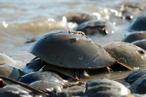 <p><strong>Fig. 3.76.</strong> (<strong>A</strong>) Atlantic horseshoe crab (<em>Limulus polyphemus</em>)</p>
