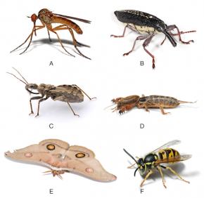 <p><strong>Fig. 3.77.</strong> Representatives of the class Insecta<br />
	(<strong>A</strong>) Long dance fly (<em>Empis livida</em>)<br />
	(<strong>B</strong>) Long Nosed Weevil (<em>Rhinotia hemistictus</em>)<br />
	(<strong>C</strong>) Assassin bug in the family Reduviidae sub-family Harpactocorinae<br />
	(<strong>D</strong>) Mole Cricket (<em>Gryllotalpa brachyptera</em>)<br />
	(<strong>E</strong>) Emperor gum moth (<em>Opodiphthera eucalypti</em>)<br />
	(<strong>F</strong>) European Wasp (<em>Vespula germanica</em>)</p>
