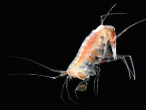 <p><strong>Fig. 3.79.</strong> (<strong>A</strong>) Amphipod crustacean <em>Urothoe brevicornis</em></p>

