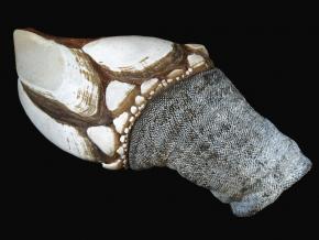 <p><strong>Fig. 3.79.</strong> (<strong>C</strong>) Goose neck barnacle (<em>Pollicipes pollicipes</em>)</p>
