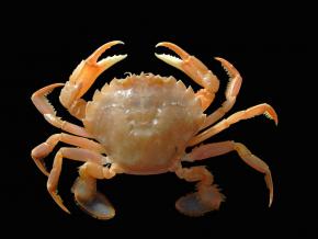 <p><strong>Fig. 3. 79.</strong>&nbsp;(<strong>D</strong>) Flying crab (<em>Liocarcinus holsatus</em>)</p>
