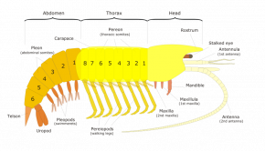 <p><strong>Fig. 3.80.</strong> Diagram of a generalized shrimp-like crustacean</p>
