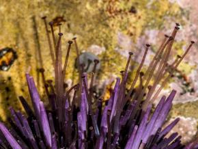 <p><strong>Fig. 3.85.</strong>&nbsp;(<strong>B</strong>) Purple sea urchin (<em>Strongylocentrotus purpuratus</em>)</p>
