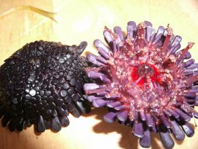 <p><strong>Fig. 3.85.</strong>&nbsp;(<strong>C</strong>) Tube feet extending from the oral side of a <em>ha‘uke‘uke kaupali</em> or shingle sea urchin (<em>Colobocentrotus atratus</em>)</p>
