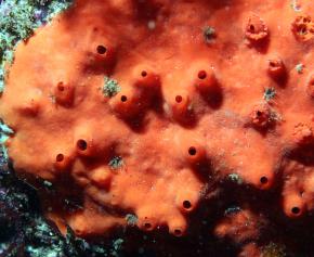 <p><strong>Fig. 3.9.</strong> Asymmetrical body plans are rare in the animal kingdom, but they can be found in some sponge species such as red volcano sponge (<em>Acarnus erithacus</em>).</p>
