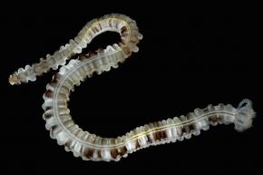 <p><strong>Fig. 3.94.</strong> (<strong>B</strong>) The Lion’s paw or sticky snake sea cucumber (<em>Euapta godeffroyi</em>) uses its tentacles to collect food particles from the sediment surface.</p>
