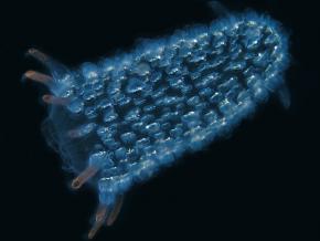 <p><strong>Fig. 3.97.</strong> (<strong>C</strong>) A bioluminescent floating colony of tunicates called pyrosomes, East Timor</p>
