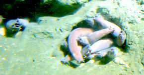 <p><strong>Fig. 4.11.</strong> (<strong>A</strong>) The jawless hagfish</p>
