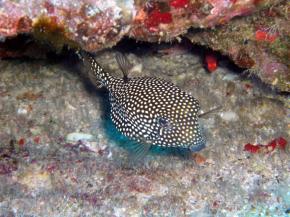 <p><strong>Fig. 4.26 (B)</strong> Spotted boxfish with specialized dorsal and anal fins for moving its boxy body</p>
